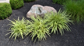 Ornamental-grasses