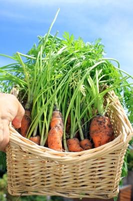 Get Your Children Involved in Your Vegetable Garden