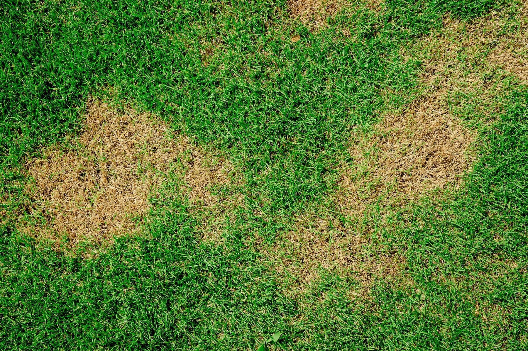 Why is My Grass Turning Yellow (or Brown) and What Can I Do About It?