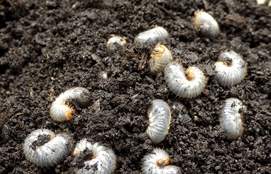 Grub Season is Here and It’s Time to Protect Your Lawn