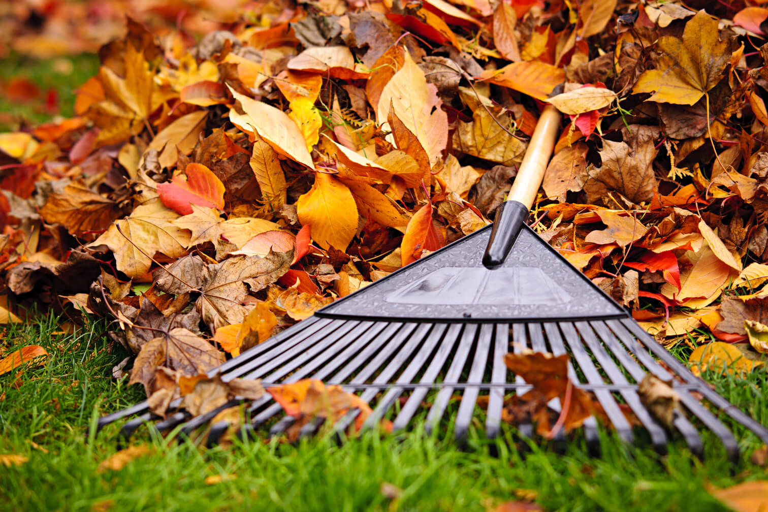 Simple Fall Lawn Care Tips