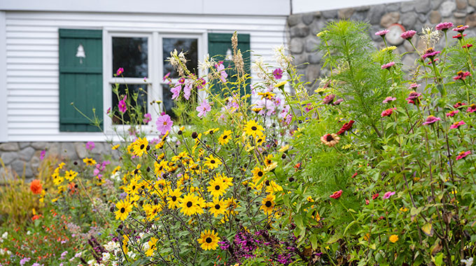 Blue Tree Landscaping | Easy Ways to Start Including Native Plants in Your Landscape