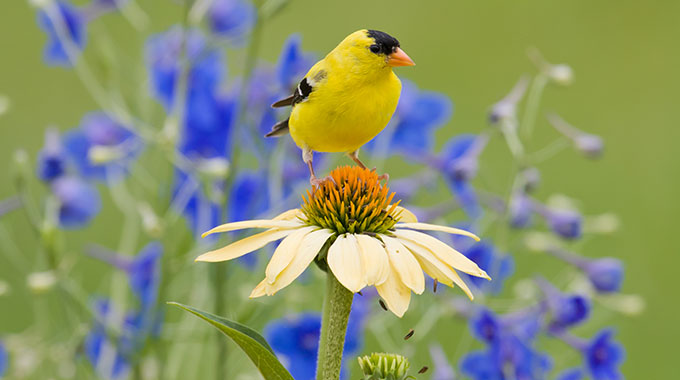 Blue Tree Landscaping | Easy Ways to Start Including Native Plants in Your Landscape
