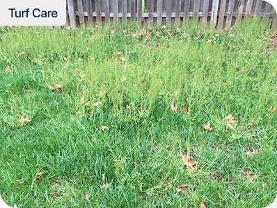 Patchy lawn with broadleaf weeds along a wood fence before weed control treatment