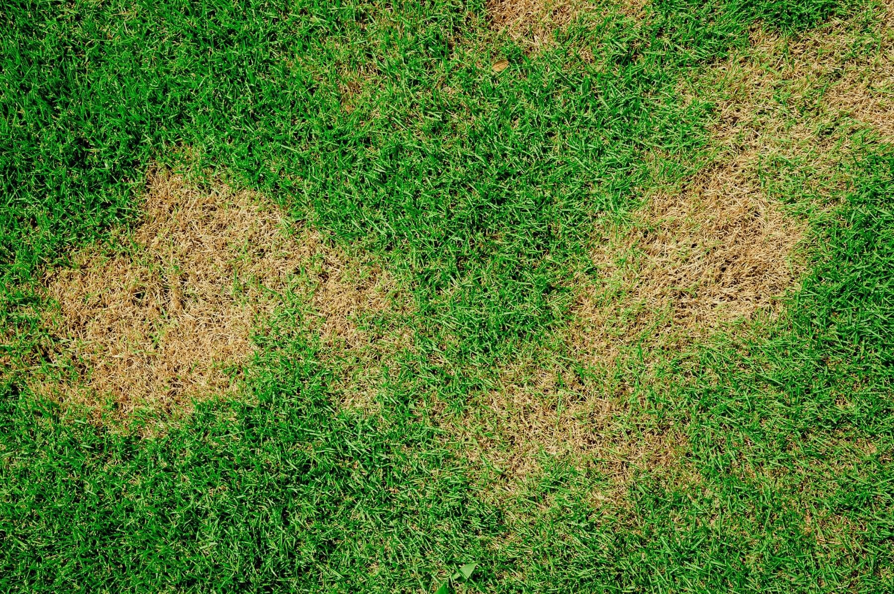 Patchy grass with several areas of dry, brown, and dead spots surrounded by healthy, green grass. The image shows uneven lawn health, with discoloration and damage in multiple places.