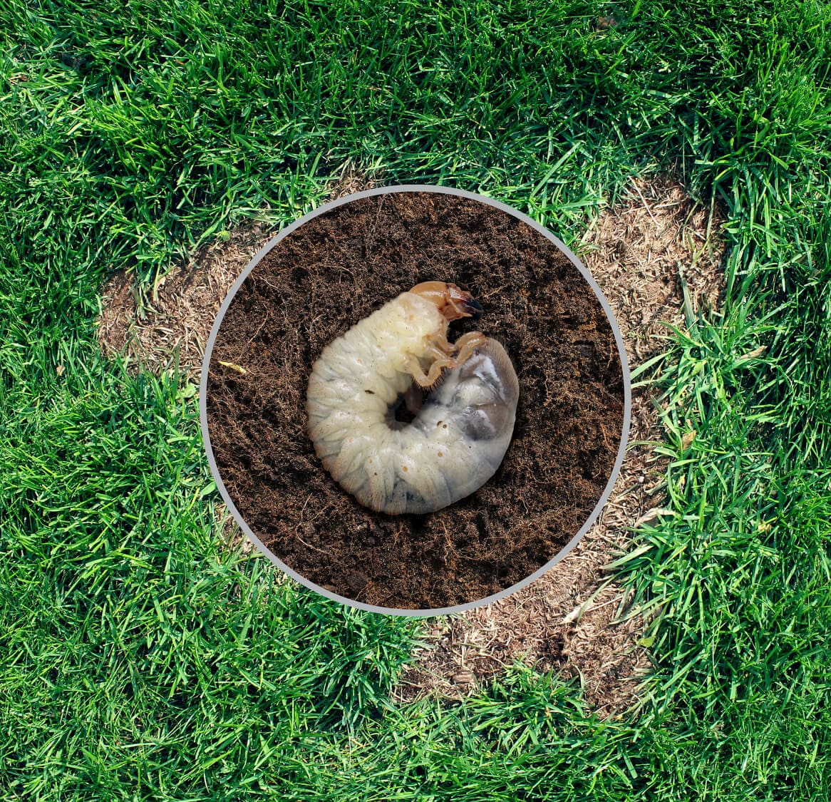 A close-up of a white grub curled up in soil, surrounded by a patch of damaged, brown grass amid healthy green lawn.