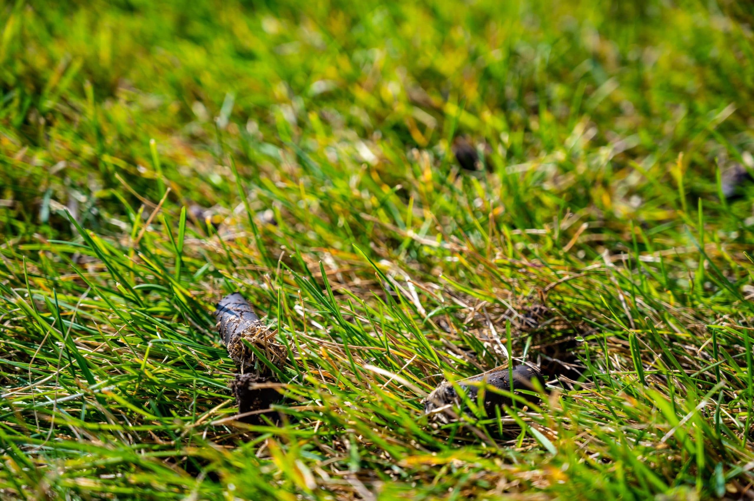 Close-up of green grass with several small brown animal droppings scattered across the lawn, shown in natural daylight.