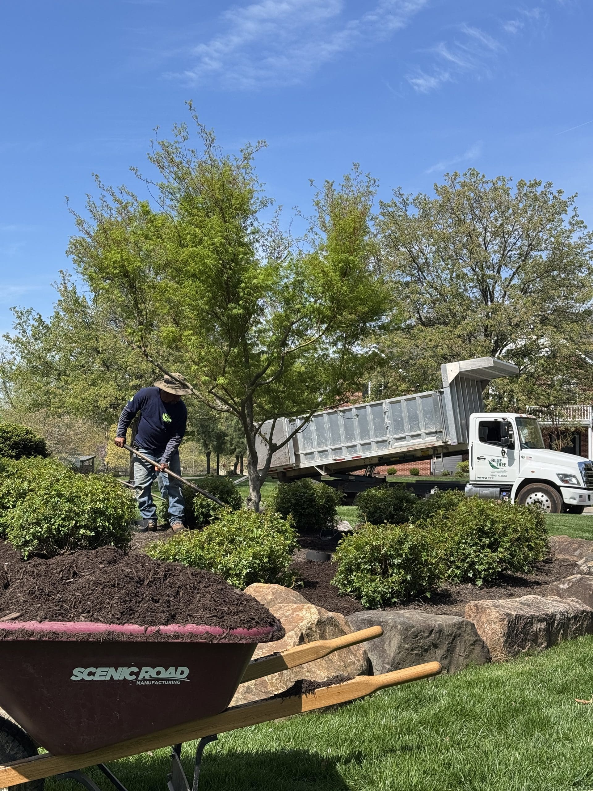 A person in a hat spreads mulch around plants in a landscaped garden, with a wheelbarrow in front and a dump truck unloading mulch in the background on a sunny day.